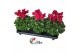 Cyclamen pers. super serie xl Cyclamen Super Serie XL 15 WIJNROOD 30 c 