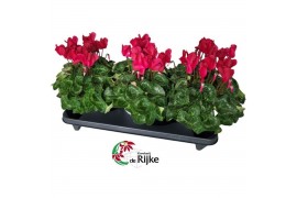 Cyclamen pers. super serie xl Cyclamen Super Serie XL 15 WIJNROOD 30 c