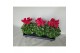 Cyclamen pers. super serie xl Cyclamen Super Serie XL 15 WIJNROOD 30 c 