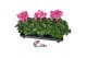Cyclamen pers. super serie xl Cyclamen Super Serie XL 15 Winered Flame 