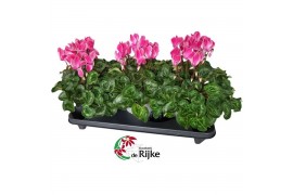 Cyclamen pers. super serie xl Cyclamen Super Serie XL 15 Winered Flame