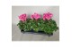 Cyclamen pers. super serie xl Cyclamen Super Serie XL 15 Winered Flame 