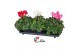 Cyclamen pers. super serie xl Cyclamen Super Serie XL Mixtray 30 cm di 