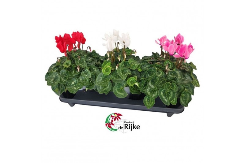 Cyclamen pers. super serie xl Cyclamen Super Serie XL Mixtray 30 cm di 