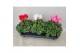 Cyclamen pers. super serie xl Cyclamen Super Serie XL Mixtray 30 cm di 