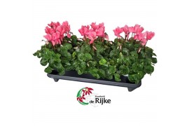 Cyclamen pers. super serie xl Cyclamen Super Serie XL 15 ZALMROZE 30 c