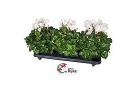 Cyclamen pers. super serie xl Cyclamen Super Serie XL 15 WIT 30 cm dia