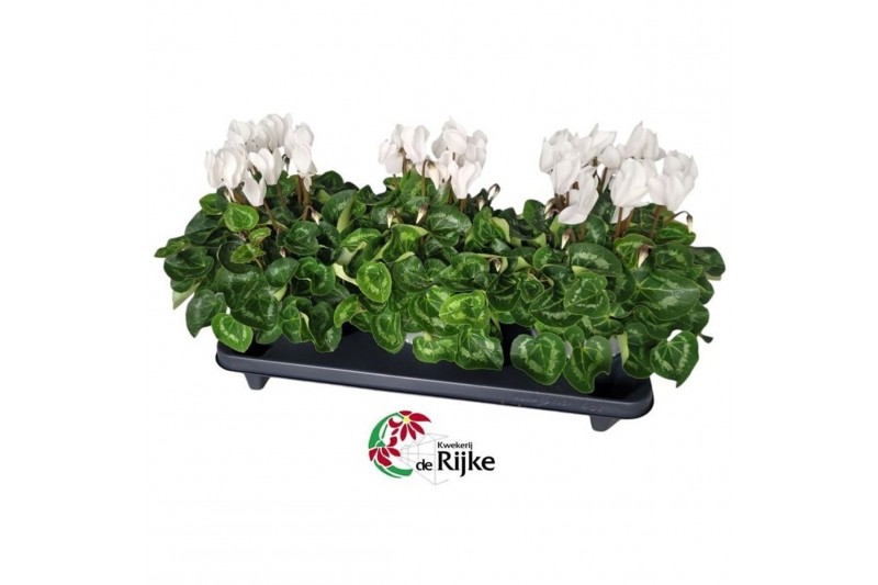 Cyclamen pers. super serie xl Cyclamen Super Serie XL 15 WIT 30 cm dia 