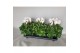 Cyclamen pers. super serie xl Cyclamen Super Serie XL 15 WIT 30 cm dia 