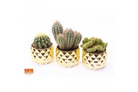 Cactus mix 4 soorten Cactus mix in Las Vegas 14