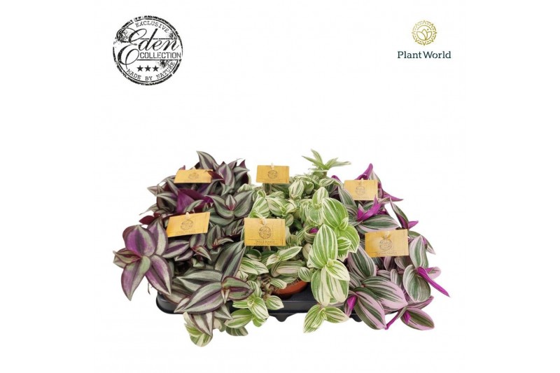 Tradescantia mix Tradescantia gemengd 12cm 10 - 14  cm 