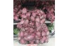 Episcia Episcia Purple Rain, 12cm 10 - 14  cm 3 pp
