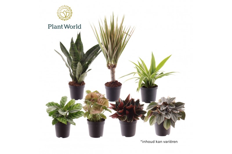 Kamerplanten mix Keen on Green mix Colorado 7 cm 1 pp 