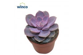 Echeveria perle von nurnberg Echeveria Pearl Von Neurenberg1 bl.