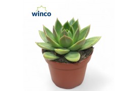 Echeveria miranda Echeveria Miranda1 bl.