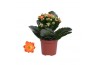 Kalanchoe rosalina don pedro Kalanchoe Rosalina 07cm Don Pedro oranje,