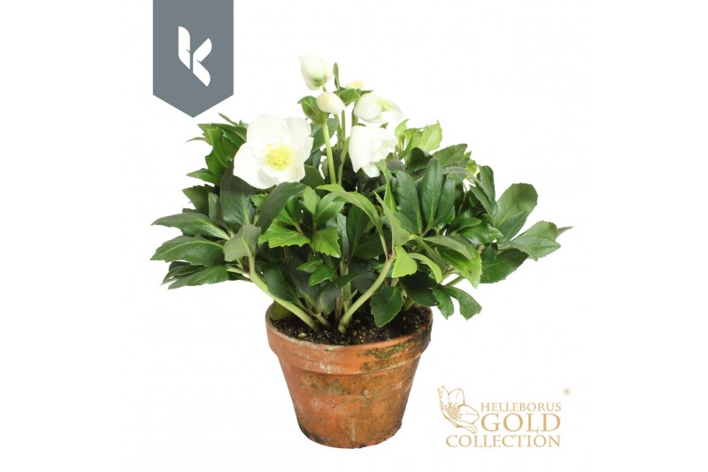 Helleborus niger hgc diva HGC Helleborus Diva in stenen pot30 bl. 