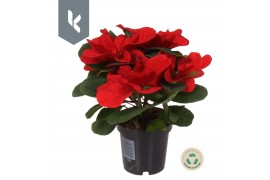 Euphorbia pul. christmas mouse Poinsettia Christmas Mouse3 bl.