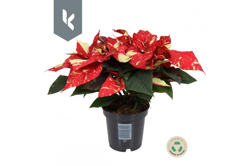 Euphorbia pul. superba new glitter Poinsettia Superba Glitter3 bl. 