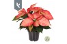 Euphorbia pul. premium ice crystal Poinsettia Ice Crystal 3 bl.