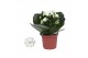 Kalanchoe rosalina don dione Kalanchoe Rosalina 07cm Don Dione wit, Zo 