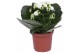 Kalanchoe rosalina don dione Kalanchoe Rosalina 07cm Don Dione wit, Zo 