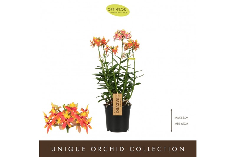 Epidendrum Epidendrum Usako 1 tak/plnt 1000 gram 