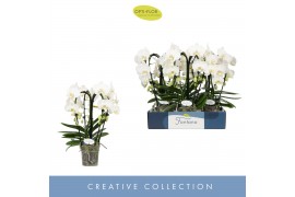 Phalaenopsis anthura madrid Fontano Bellagio 4 spikebl.  tak/plnt 750