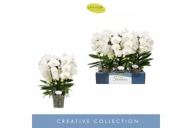Phalaenopsis wit Fontano Bellagio 5 spike40 bl. 5 tak/plnt 750