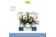 Phalaenopsis wit Fontano Bellagio 4 spike in Molise White Aquo30 bl. 4 