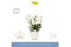 Phalaenopsis wit Fontano Bellagio 5 spike in Molise White Aquo40 bl. 5 
