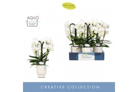 Phalaenopsis wit Fontano Bellagio 4 spike in Emilia White Aquo 30 bl. 