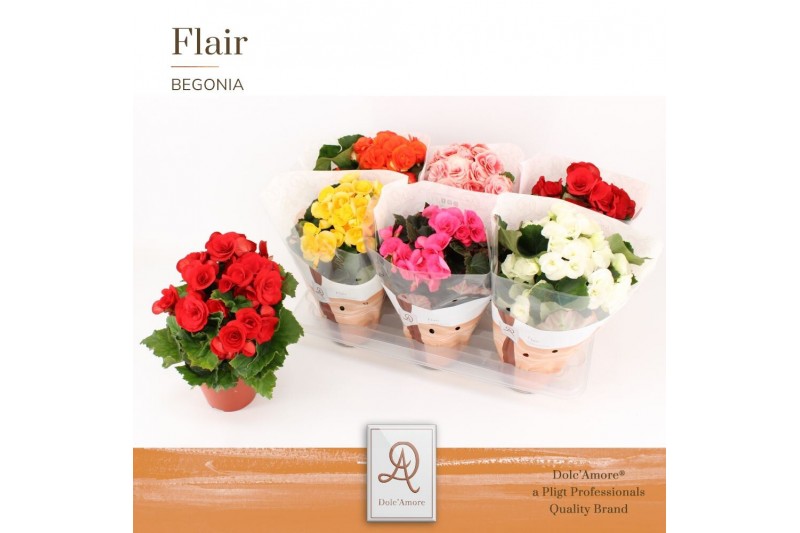 Begonia elatior du. mix DolcAmore® Flair 