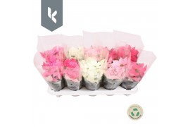 Euphorbia pul. princettia mix Princettia mix in de tray 4 bl. 4 mix