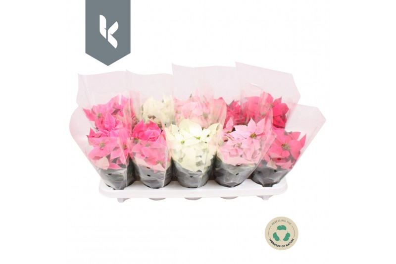 Euphorbia pul. princettia mix Princettia mix in de tray 4 bl. 4 mix 