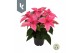 Euphorbia pul. princettia mix Princettia mix in de tray 4 bl. 4 mix 