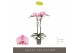 Phalaenopsis roze Optistar Madonna 2 spike15 bl. 2 tak/plnt 