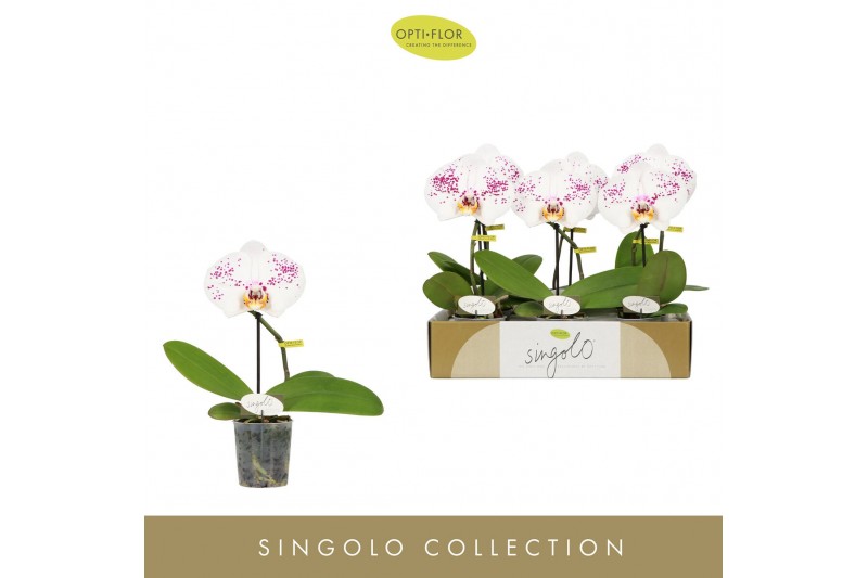 Phalaenopsis Singolo Owari1 bl. 1 tak/plnt 950 gram 