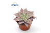 Echeveria Echeveria Madibaoverige bl.
