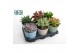 Succulenten mix Succulenten mix in Lina Keramiek 