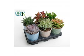 Succulenten mix Succulenten mix in Lina Keramiek
