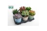 Succulenten mix Succulenten mix in Lina Keramiek
