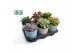 Succulenten mix Succulenten mix in Lina Keramiek 