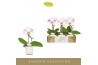 Phalaenopsis Singolo Owari in Lazio White 1 bl. 1 tak/plnt 70