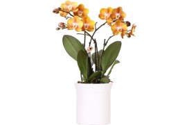 Phalaenopsis multiflora anthura las vegas Kolibri Orchids Phalaenopsis