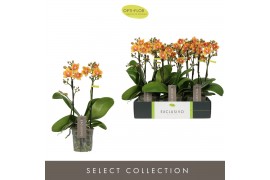 Phalaenopsis multiflora oranje Exclusivo Juno 2 spike 18 bl. 2 tak/pln