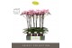 Phalaenopsis roze Optistar Madonna 2 spike in Emilia Brown Aquo 15 bl. 