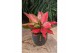 Aglaonema cherry baby Aglaonema Cherry Baby 1 pp 
