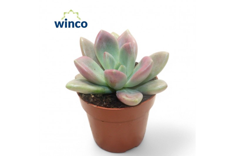 Echeveria Graptoveria Rosie Crow1 pp 