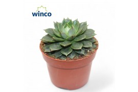 Echeveria Echeveria Parva1 bl.